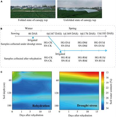 Rehydration Compensation of Winter Wheat Is Mediated by Hormone Metabolism and De-Peroxidative Activities Under Field Conditions